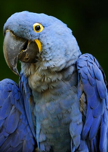 Macaw
