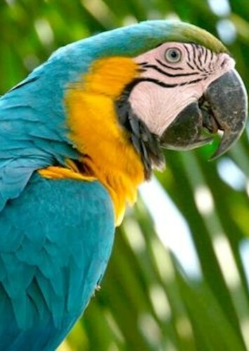 Macaw