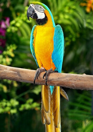 Macaw
