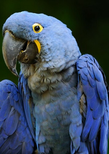 Macaw