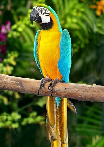 Macaw
