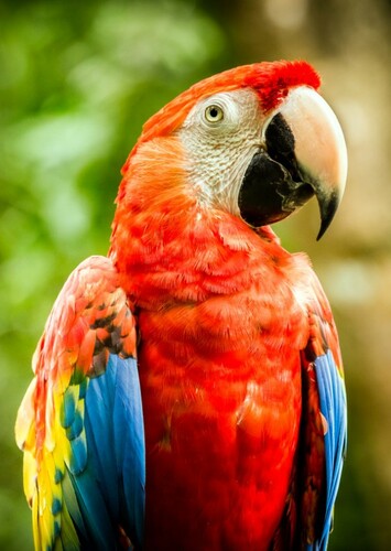 Macaw