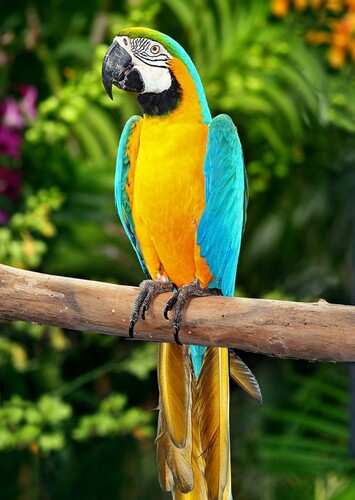 Macaw