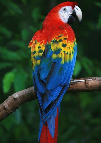 Macaw