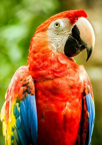 Macaw