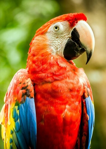Macaw