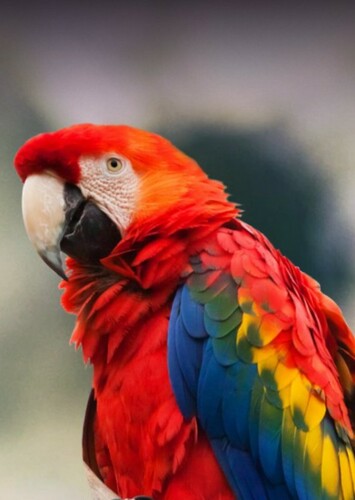 Macaw