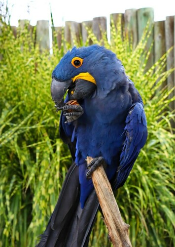 Macaw