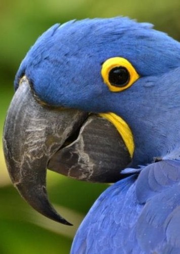 Macaw