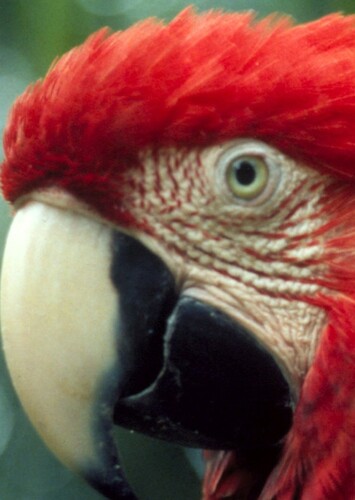 Macaw