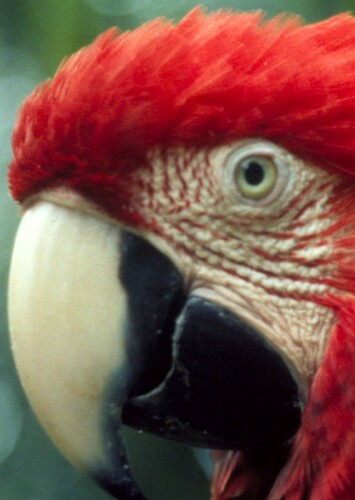 Macaw