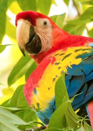 Macaw
