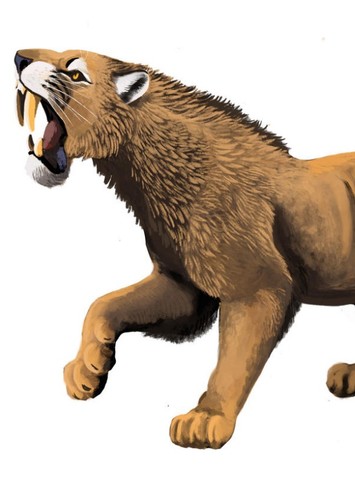 Machairodus