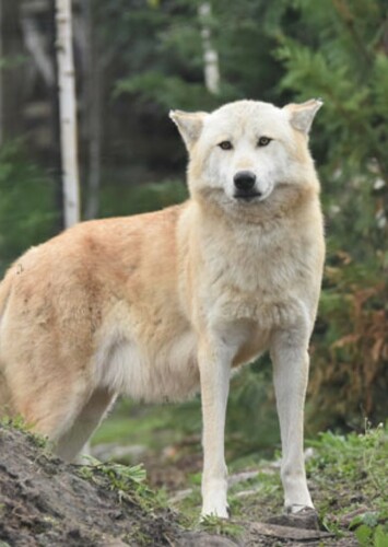 Mackayla (The Mackenzie Valley Wolf)