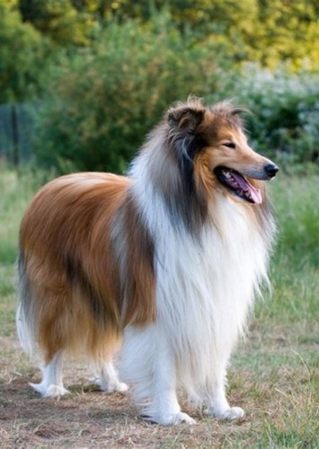 Maggie