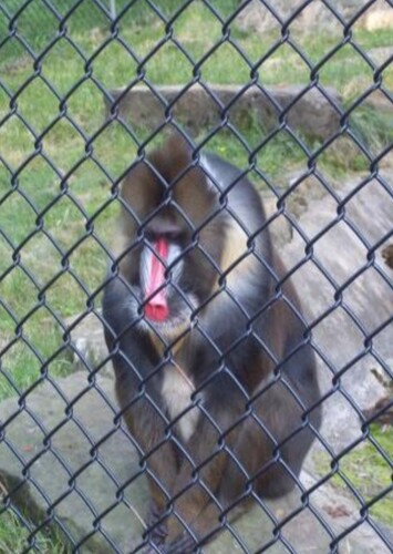 Magnetic Hill Zoo
