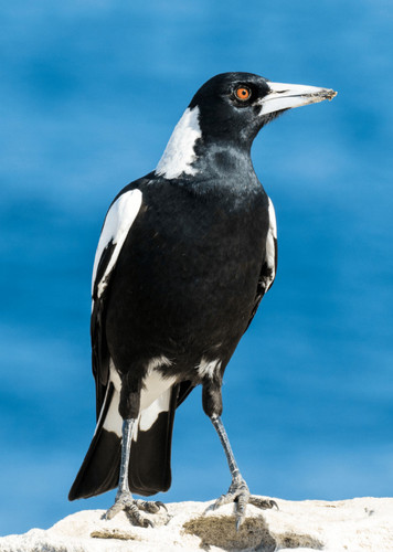 Magpie