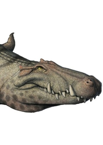 Mahajangasuchus