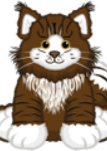 Maine Coon Cat