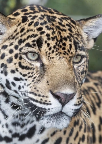 Male Jaguar