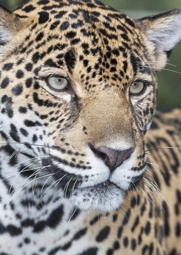 Male Jaguar