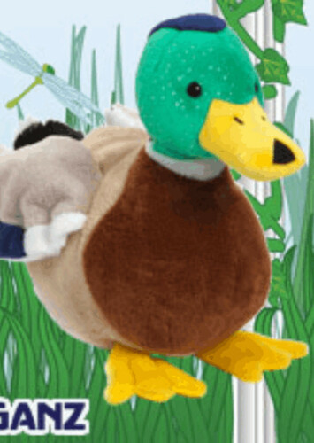 Mallard Duck