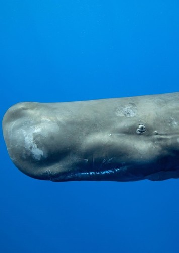 Mama Whale