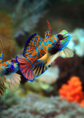 Mandarinfish