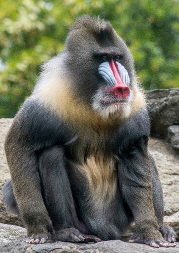 Mandrill