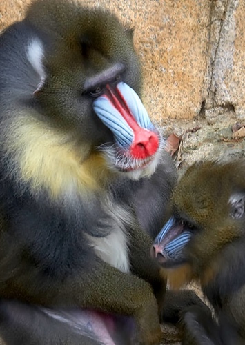 Mandrill