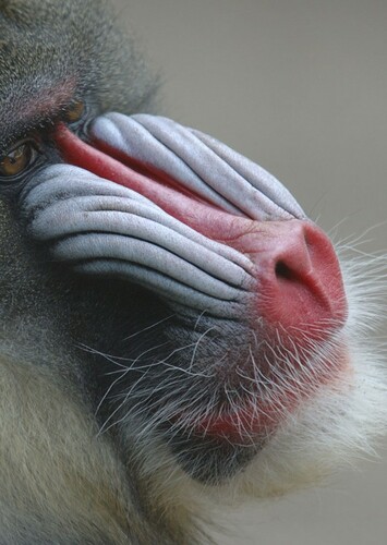 Mandrill