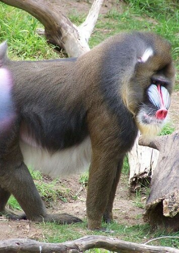Mandrill