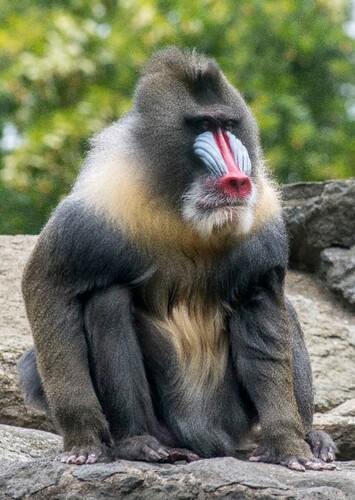 Mandrill in Nature (TV program)