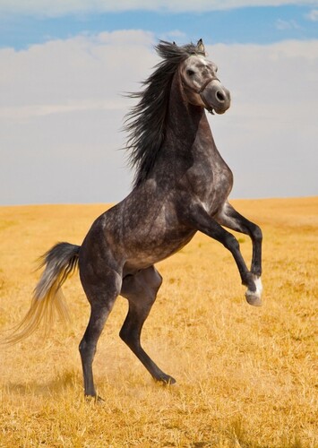Mane The Bad Horse