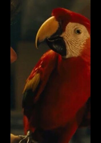 Mango