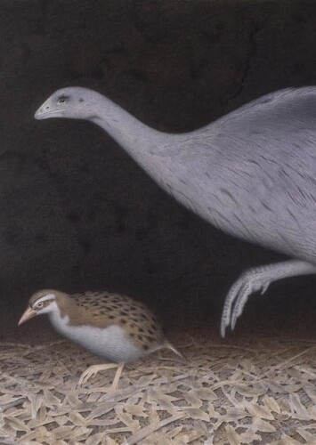 Mantell's Moa