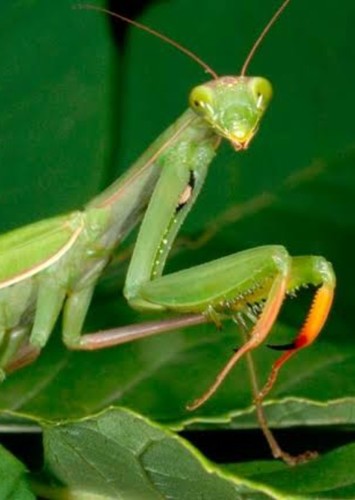 Mantis