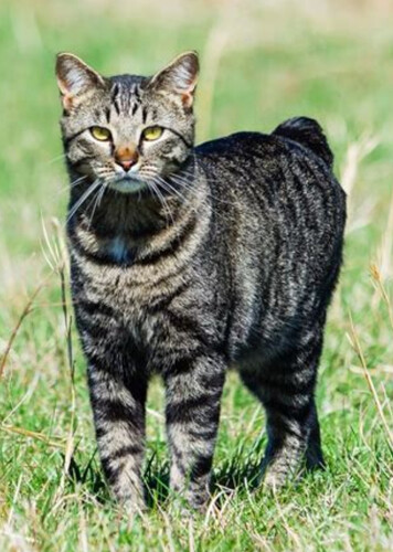 Manx