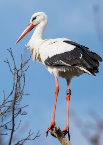 Margaret the Stork
