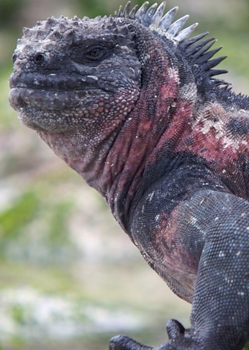 Marine Iguana