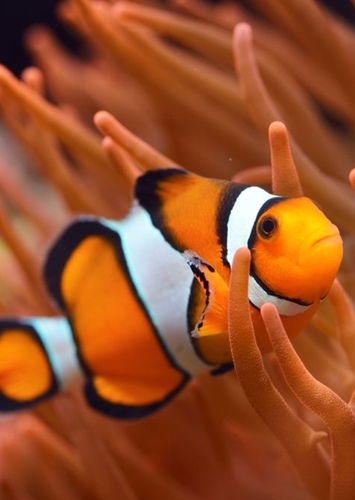 Mario the Clown Fish