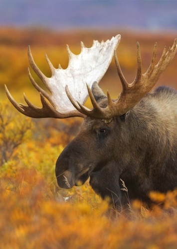 Markus the American Moose