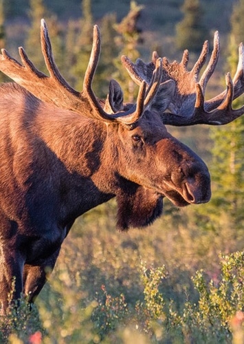 Markus the American Moose