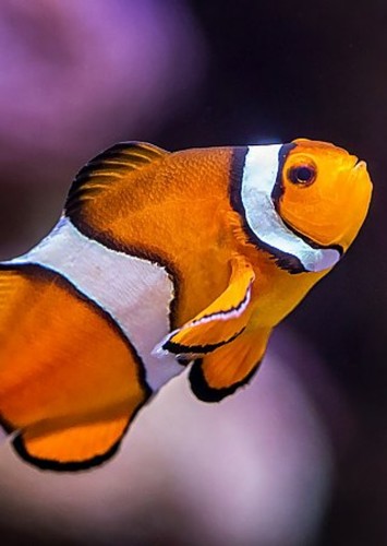Marlin