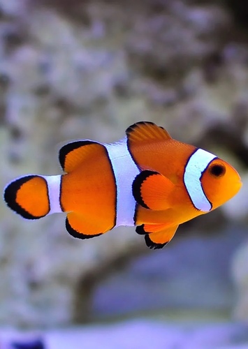 Marlin
