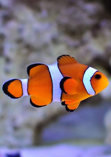 Marlin