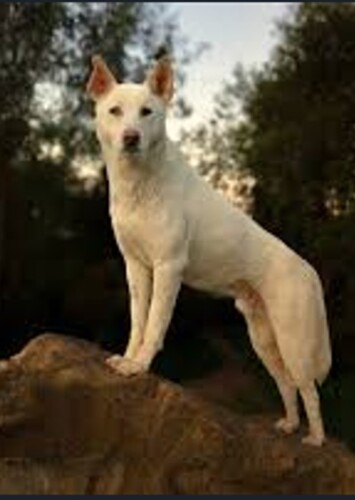 Marru