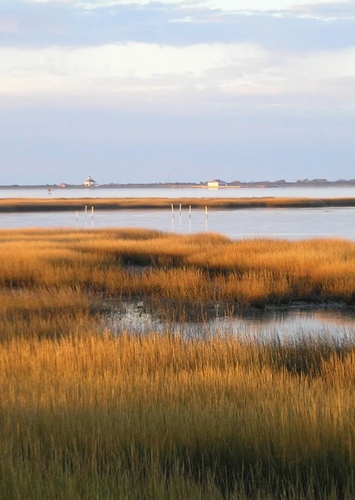 Marsh