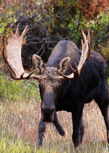 Martin the Moose