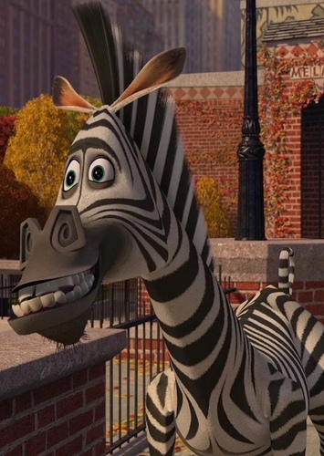 Marty the Zebra